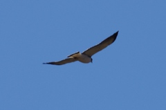 Geranoaetus polyosoma