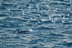 Balaenoptera acutorostrata