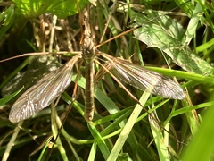 Tipula