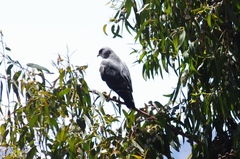 Geranoaetus polyosoma