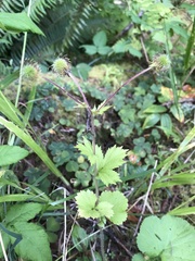 Geum macrophyllum