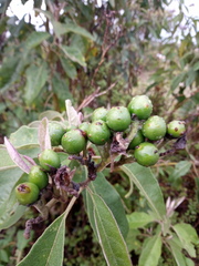 Solanum lanceolatum