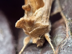 Autographa pasiphaeia