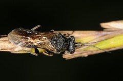 Ascogaster