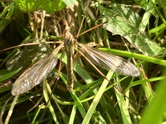 Tipula