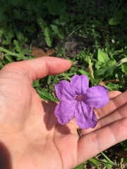 Ruellia