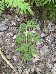 Osmunda spectabilis