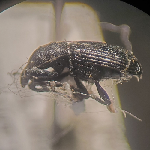 Bronze Appletree Weevil