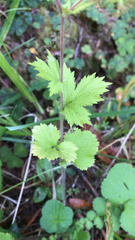 Geum macrophyllum