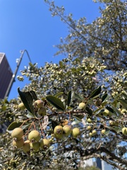 Crataegus crus-galli