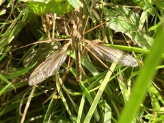 Tipula