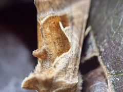 Autographa pasiphaeia