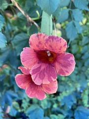 Campsis