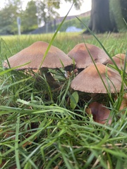 Fungi