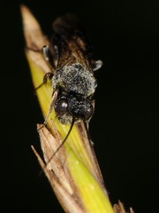 Ascogaster