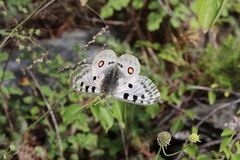 Parnassius apollo