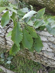 Quercus muehlenbergii