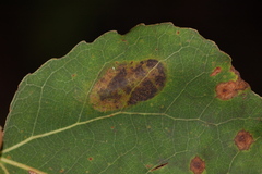 Phyllonorycter