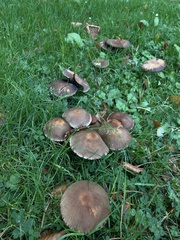 Fungi