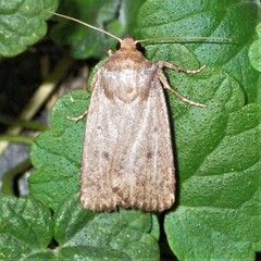 Amphipyra tragopoginis