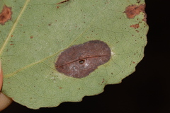 Phyllonorycter