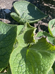 Brunnera macrophylla