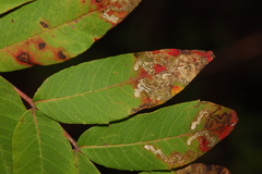 Stigmella intermedia
