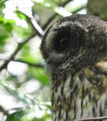 Strix virgata