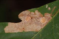 Tischeria quercitella