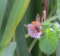 Volucella inanis