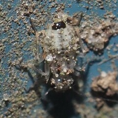 Psocidae
