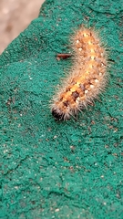 Noctuoidea