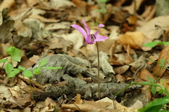 Cyclamen purpurascens
