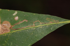 Stigmella saginella