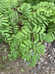 Osmunda spectabilis
