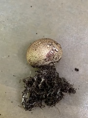 Scleroderma areolatum