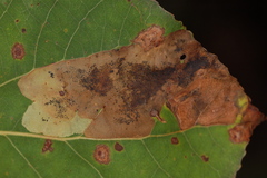 Paraleucoptera albella