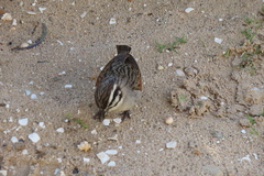 Emberiza capensis capensis