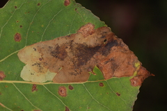 Paraleucoptera albella