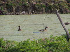Amazonetta brasiliensis