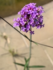 Buddleja davidii