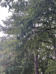 Quercus phellos