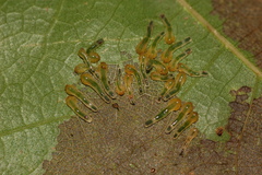 Caliroa quercuscoccineae