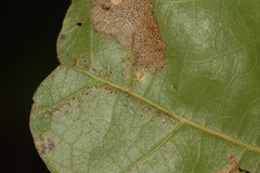 Caliroa quercuscoccineae