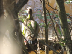 Amazonetta brasiliensis