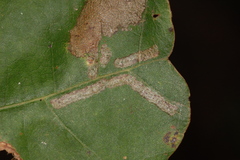 Caliroa quercuscoccineae