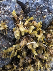 Fucus distichus