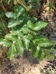 Berberis aquifolium