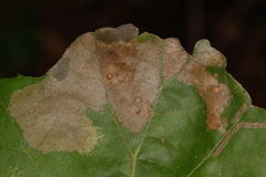 Caliroa quercuscoccineae