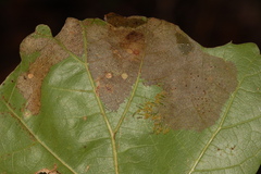 Caliroa quercuscoccineae